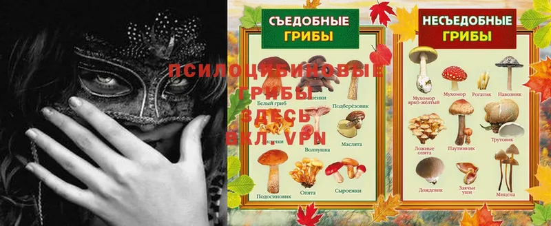 где можно купить наркотик  Усть-Джегута  Галлюциногенные грибы Psilocybe 